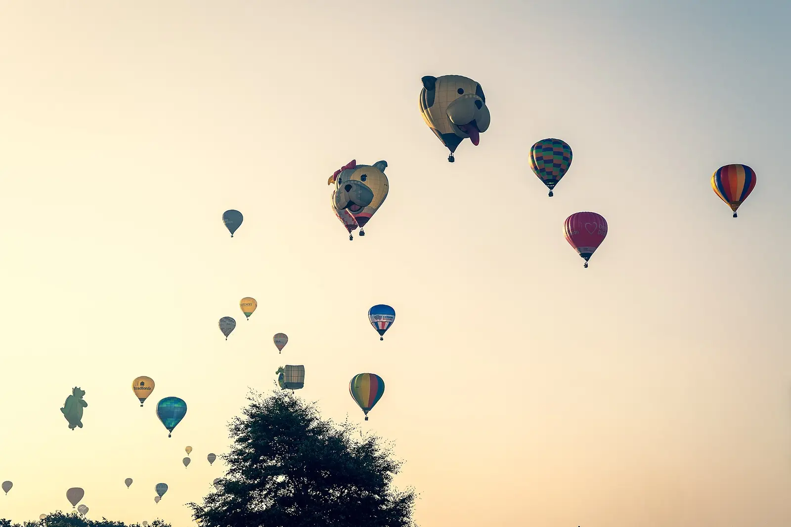 Hot air balloons drift across the evening sky above trees at the Bristol Balloon Fiesta in 2025