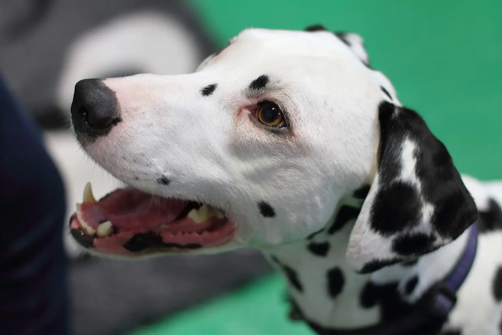 A Dalmatian waits on the green show floor at Crufts at the NEC in Birmingham in 2019