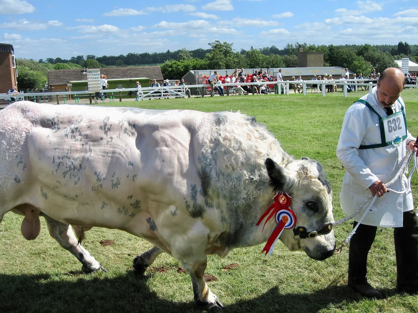 A handler leads a Belgian Blue bull around the show ring at the Great Yorkshire Show